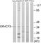 Olfactory Receptor Family 4 Subfamily C Member 13 antibody, PA5-38232, Invitrogen Antibodies, Western Blot image 