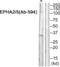 EPH Receptor A2 antibody, PA5-39850, Invitrogen Antibodies, Western Blot image 