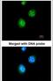 Thyroid Hormone Receptor Beta antibody, PA5-29684, Invitrogen Antibodies, Immunofluorescence image 