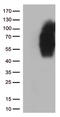 CD86 antibody, CF813131, Origene, Western Blot image 