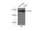 Non-SMC Condensin I Complex Subunit H antibody, 11515-1-AP, Proteintech Group, Immunoprecipitation image 