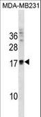 Ankyrin Repeat Domain 37 antibody, LS-C157547, Lifespan Biosciences, Western Blot image 