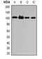 Autophagy Related 9B antibody, abx225052, Abbexa, Western Blot image 