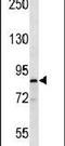 Microtubule Affinity Regulating Kinase 1 antibody, PA5-14062, Invitrogen Antibodies, Western Blot image 