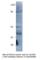 G Protein-Coupled Receptor 3 antibody, GPCR3-101AP, FabGennix, Western Blot image 