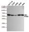 Pyruvate Kinase M1/2 antibody, MBS475183, MyBioSource, Western Blot image 