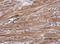 Natriuretic Peptide A antibody, NBP2-14873, Novus Biologicals, Immunohistochemistry frozen image 