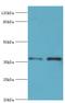 Aldo-Keto Reductase Family 1 Member C4 antibody, LS-C375178, Lifespan Biosciences, Western Blot image 