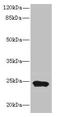 Mitochondrial Ribosomal Protein L48 antibody, CSB-PA836217LA01HU, Cusabio, Western Blot image 