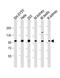 Post-GPI Attachment To Proteins 1 antibody, M08640, Boster Biological Technology, Western Blot image 