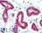Protein Arginine Methyltransferase 1 antibody, LS-B3620, Lifespan Biosciences, Immunohistochemistry paraffin image 