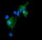 Growth Arrest And DNA Damage Inducible Gamma antibody, LS-C174331, Lifespan Biosciences, Immunofluorescence image 