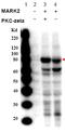 Serine/threonine-protein kinase MARK2 antibody, AP09297PU-N, Origene, Western Blot image 
