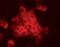 Cbl Proto-Oncogene antibody, PA5-17453, Invitrogen Antibodies, Immunofluorescence image 