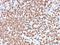 CD74 Molecule antibody, NBP2-29465, Novus Biologicals, Immunohistochemistry paraffin image 