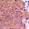 Cofilin 1 antibody, LS-C352404, Lifespan Biosciences, Immunohistochemistry frozen image 