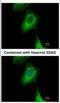 UBX Domain Protein 1 antibody, NBP2-20795, Novus Biologicals, Immunofluorescence image 