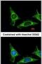 CD97 antigen antibody, PA5-28760, Invitrogen Antibodies, Immunofluorescence image 