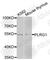 Pleiotropic Regulator 1 antibody, A9946, ABclonal Technology, Western Blot image 