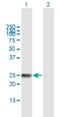 ADP Ribosylation Factor Like GTPase 4A antibody, H00010124-B01P, Novus Biologicals, Western Blot image 