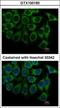 Adrenoceptor Alpha 1A antibody, GTX100190, GeneTex, Immunocytochemistry image 