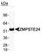 Zinc Metallopeptidase STE24 antibody, PA1-16965, Invitrogen Antibodies, Western Blot image 