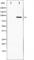 Component Of Inhibitor Of Nuclear Factor Kappa B Kinase Complex antibody, abx010967, Abbexa, Western Blot image 
