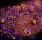 Syndecan 1 antibody, AF3190, R&D Systems, Immunofluorescence image 
