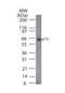 Tumor Protein P73 antibody, TA336443, Origene, Western Blot image 