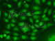 RAD17 Checkpoint Clamp Loader Component antibody, A5359, ABclonal Technology, Immunofluorescence image 
