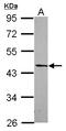 Developmentally Regulated GTP Binding Protein 2 antibody, LS-C155555, Lifespan Biosciences, Western Blot image 