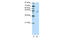 Zinc Finger Protein 419 antibody, 29-094, ProSci, Western Blot image 