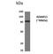 ADAM Metallopeptidase Domain 15 antibody, NBP2-12017, Novus Biologicals, Western Blot image 