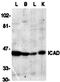 DNA Fragmentation Factor Subunit Alpha antibody, orb74342, Biorbyt, Western Blot image 