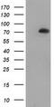 SAM And HD Domain Containing Deoxynucleoside Triphosphate Triphosphohydrolase 1 antibody, TA502085, Origene, Western Blot image 