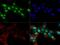 8-Oxoguanine DNA Glycosylase antibody, GTX20204, GeneTex, Immunofluorescence image 
