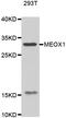Mesenchyme Homeobox 1 antibody, LS-C349061, Lifespan Biosciences, Western Blot image 
