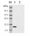 TNF Superfamily Member 18 antibody, ALX-210-424-C100, Enzo Life Sciences, Western Blot image 
