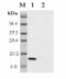 GITR Ligand antibody, ALX-210-424-C100, Enzo Life Sciences, Western Blot image 