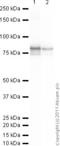 Lamin A/C antibody, ab26300, Abcam, Western Blot image 