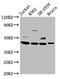 Homeobox D3 antibody, LS-C670435, Lifespan Biosciences, Western Blot image 
