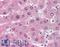 Lck Interacting Transmembrane Adaptor 1 antibody, LS-B1878, Lifespan Biosciences, Immunohistochemistry paraffin image 