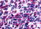 G Protein-Coupled Estrogen Receptor 1 antibody, MBS244448, MyBioSource, Immunohistochemistry frozen image 
