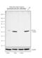 RUNX Family Transcription Factor 2 antibody, 702489, Invitrogen Antibodies, Western Blot image 