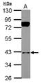 BCL2 Interacting Protein 2 antibody, LS-C155367, Lifespan Biosciences, Western Blot image 