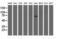 Rho GTPase Activating Protein 25 antibody, M12463, Boster Biological Technology, Western Blot image 