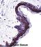 Proteasome Subunit Beta 5 antibody, abx028117, Abbexa, Immunohistochemistry paraffin image 