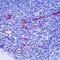 Endoglin antibody, MA5-11854, Invitrogen Antibodies, Immunohistochemistry paraffin image 