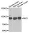 Midline 1 antibody, abx005498, Abbexa, Western Blot image 