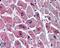 PARD6A antibody, 46-130, ProSci, Western Blot image 